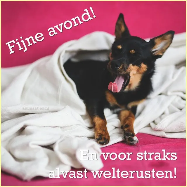 ᐅ fijne avond en voor straks welterusten - Fijne avond plaatjes Een hond ligt op een bank, omringd door een dekentje, met de tekst "Fijne avond!"