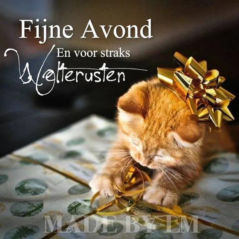 ᐅ fijne avond en voor straks welterusten - Fijne avond plaatjes Kattenpup met een strik, speelt met cadeaupapier op een feestelijke achtergrond.