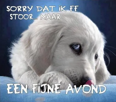 ᐅ fijne avond en voor straks welterusten - Fijne avond plaatjes Witte puppy met grote ogen, tekst: "Sorry dat ik stoort, een fijne avond."