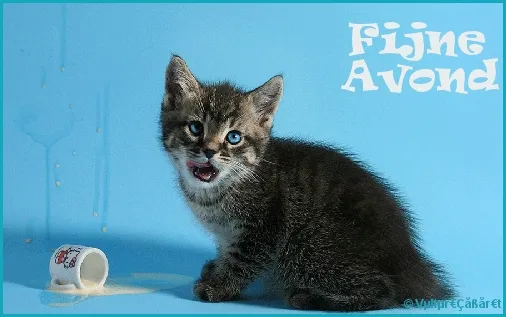 Een schattige kitten op een blauwe achtergrond met gemorste melk.