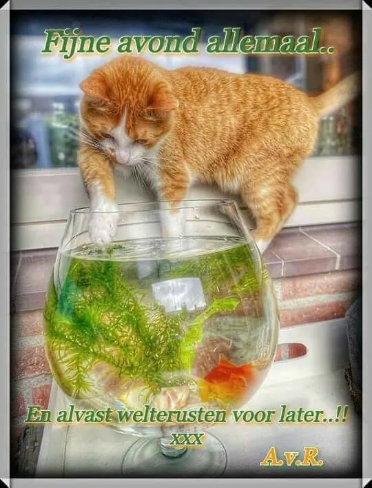 Een oranje kat leunt over een viskom met planten en een vis erin.