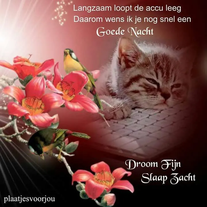 Een kat ligt op een laptop met bloemen en een goede nachtwens.