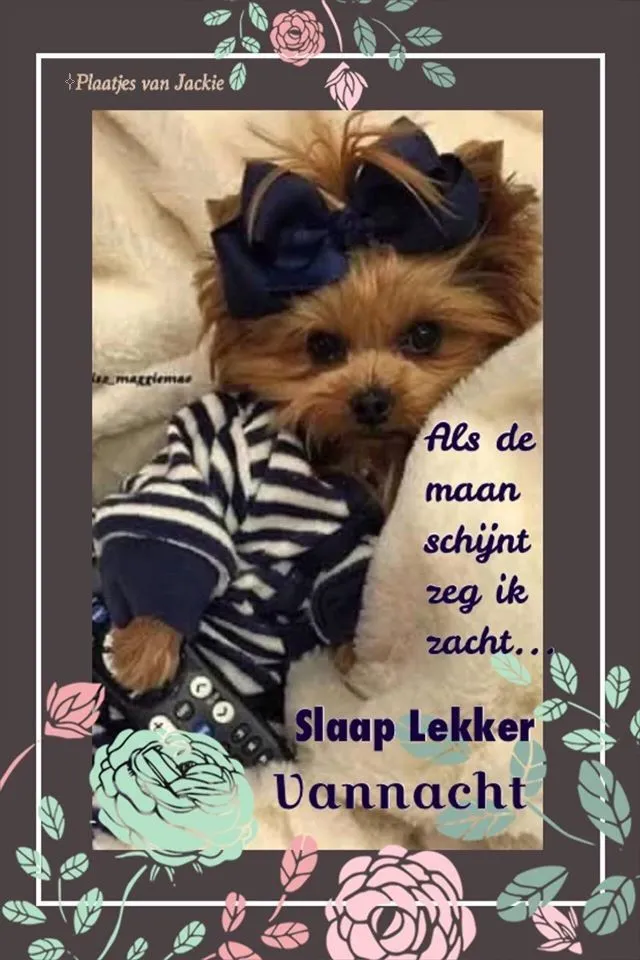 Hondje ligt in bed met een strik, tekst over slapen.