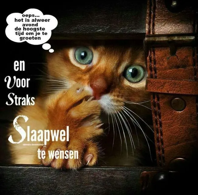 Een kitten kijkt door een koffer met een tekstballon over goede nacht wensen.