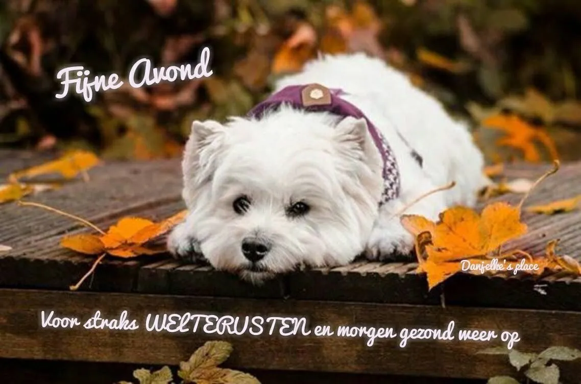 Een witte hond ligt op een houten vloer tussen de bladeren in de herfst.