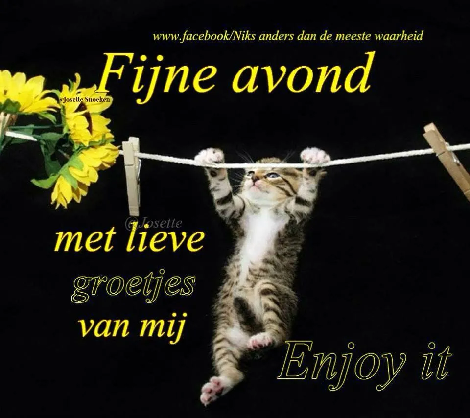 Een kitten hangt aan een lijn, omringd door zonnebloemen. Tekst: "Fijne avond!"
