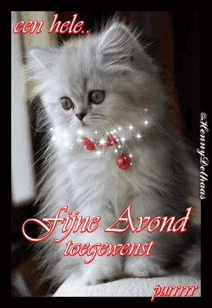 ᐅ fijne avond gif - Fijne avond plaatjes Zilvergrijze kat met strik, wens voor een fijne avond.