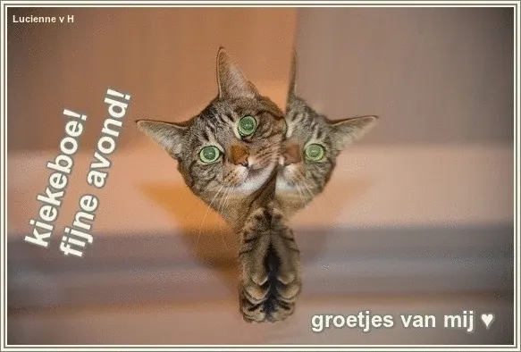 ᐅ fijne avond gif - Fijne avond plaatjes Een kat met grote ogen op een spiegelachtige achtergrond, met een vrolijke boodschap.