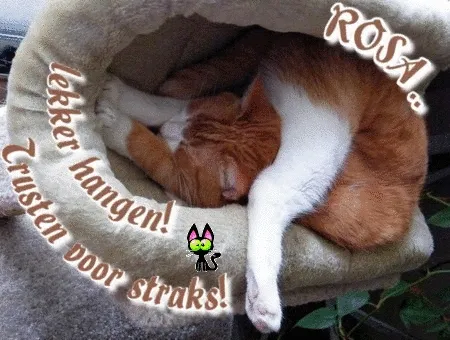 ᐅ fijne avond gif - Fijne avond plaatjes Een slapende kat in een mand, met tekst over relaxen en plannen maken.