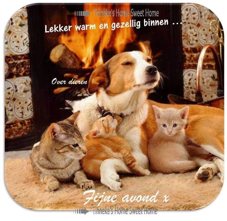 ᐅ fijne avond grappig - Fijne avond plaatjes Een hond en twee kittens zitten gezellig bij de open haard.