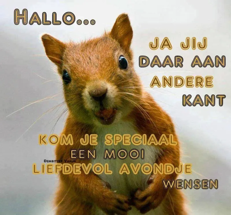 ᐅ fijne avond grappig - Fijne avond plaatjes Een vrolijk eekhoorntje met tekst over een mooie avondwens.