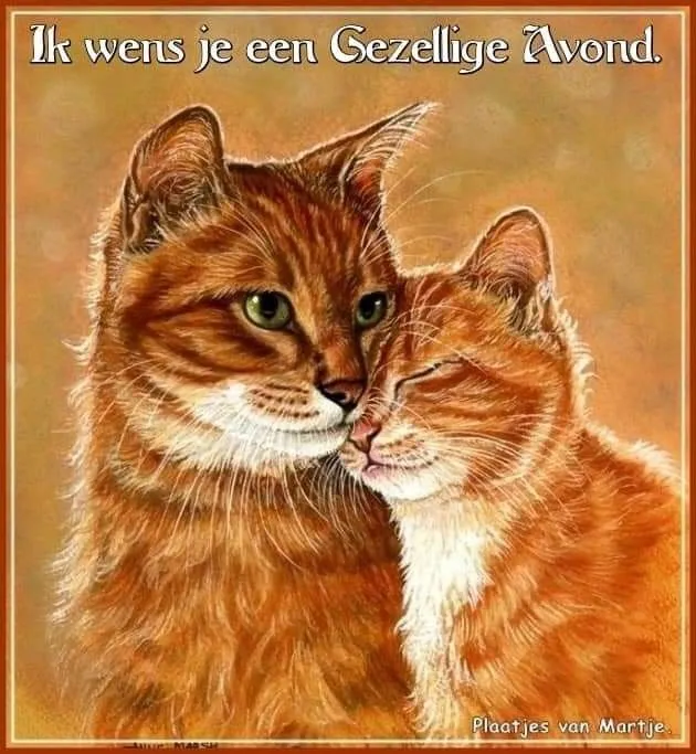 ᐅ fijne avond grappig - Fijne avond plaatjes Twee schattige katten knuffelen met de tekst "Ik wens je een Gezellige Avond."