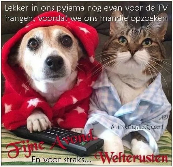 ᐅ fijne avond grappig - Fijne avond plaatjes Hond en kat in pyjama's voor de TV, ontspannen voor de nacht.