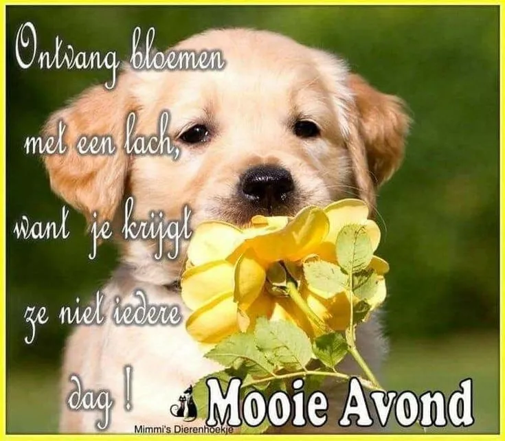 ᐅ fijne avond grappig - Fijne avond plaatjes Een schattige puppy met een bloem in zijn mond en vriendelijke tekst op de achtergrond.