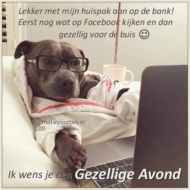 ᐅ fijne avond grappig - Fijne avond plaatjes Een hond in een pyjama met een laptop, kijkt ontspannen naar het scherm.