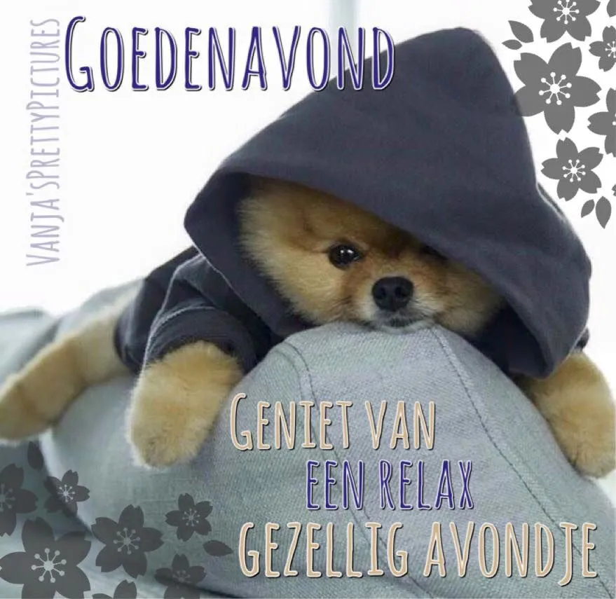 ᐅ fijne avond grappig - Fijne avond plaatjes Een schattige hond in een hoodie ligt op een kussen. Tekst: Goedeavond, geniet van de avond.