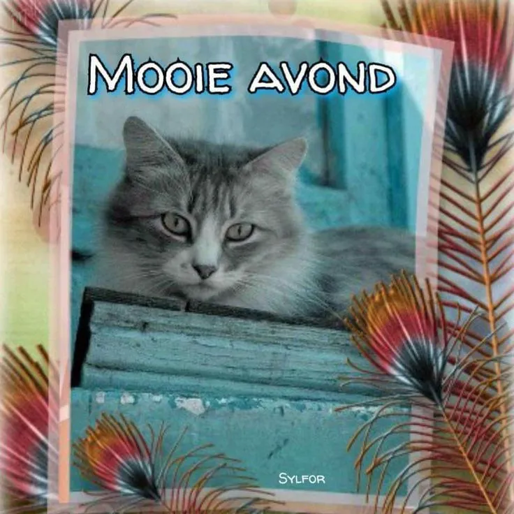 ᐅ fijne avond grappig - Fijne avond plaatjes Grijze kat ligt op een houten vensterbank met een kleurrijke achtergrond.