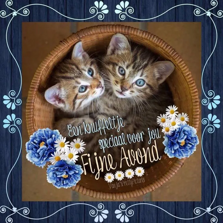 ᐅ fijne avond grappig - Fijne avond plaatjes Twee schattige kittens in een mand, omringd door bloemen op een achtergrond.