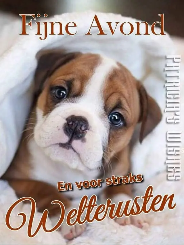 ᐅ fijne avond grappig - Fijne avond plaatjes Een schattige puppy ligt ontspannen in een zachte deken. Textrondom: "Fijne Avond" en "Welterusten".