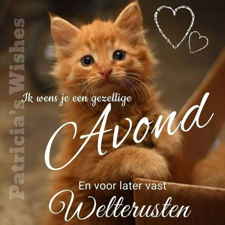 ᐅ fijne avond grappig - Fijne avond plaatjes Een schattige oranje kat kijkt naar de camera met de tekst "Avond" en "Welterusten".