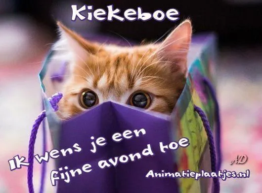 ᐅ fijne avond grappig - Fijne avond plaatjes Zwarte kat kijkt nieuwsgierig uit een kleurrijke tas met tekst.