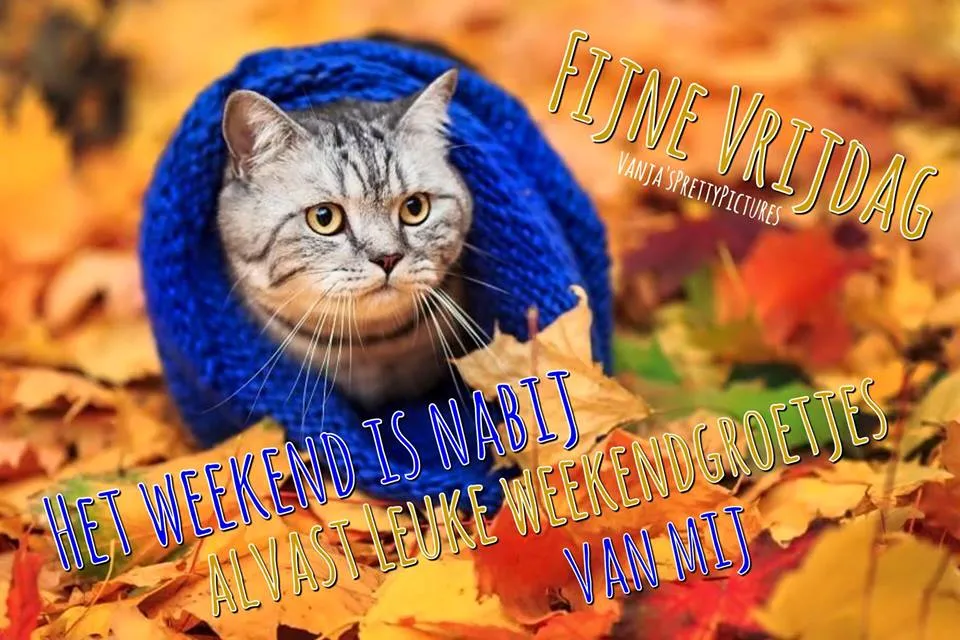 ᐅ fijne avond grappig - Fijne avond plaatjes Kat in een blauwe deken, omringd door herfstbladeren, met tekstgroeten.
