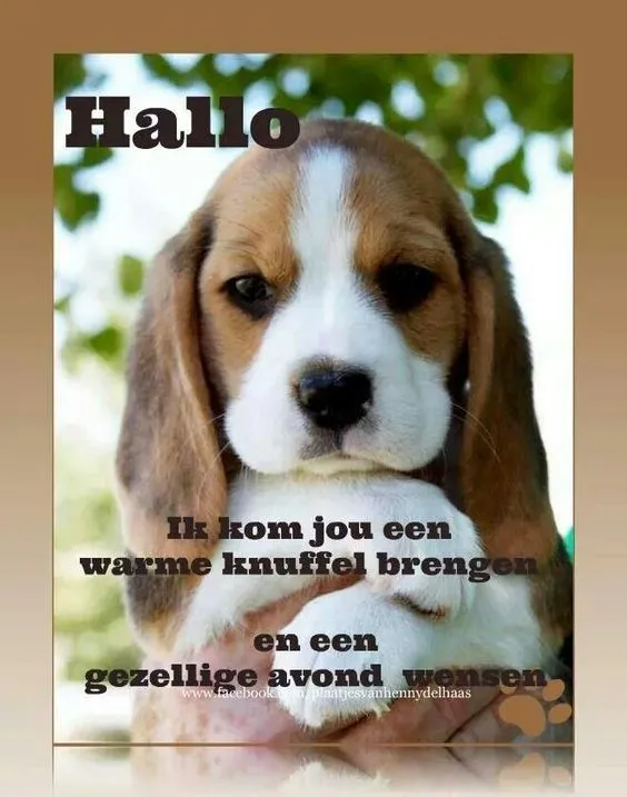 ᐅ fijne avond grappig - Fijne avond plaatjes Een schattige puppy met een uitnodigende boodschap voor knuffels en gezelligheid.