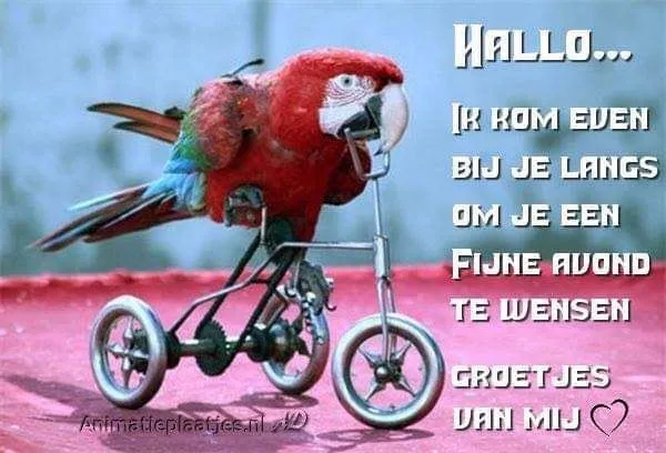ᐅ fijne avond grappig - Fijne avond plaatjes Een papegaai op een driewieler met een groet voor een fijne avond.
