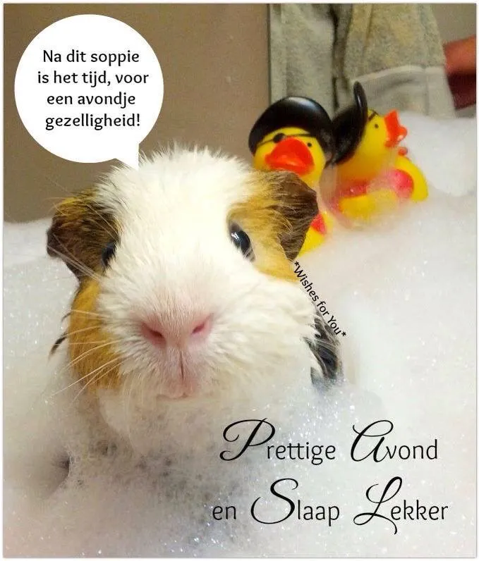 ᐅ fijne avond grappig - Fijne avond plaatjes Een cavia in bad met zeepbellen en speelgoedbaden. Tekst zegt: "Fijne avond!"