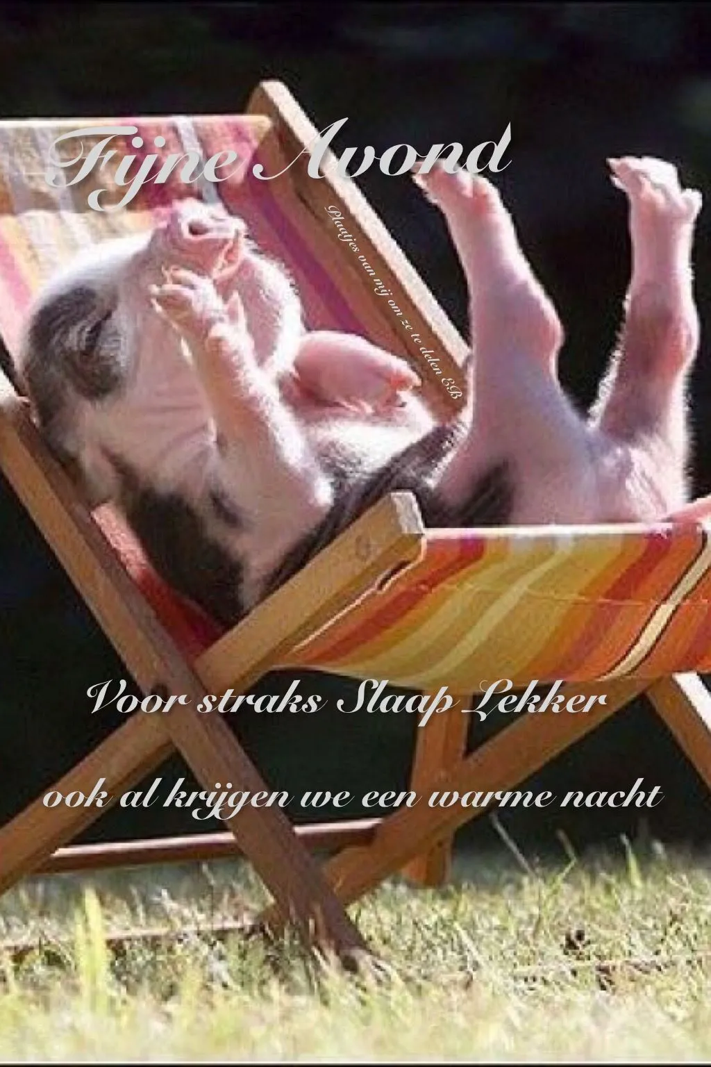 ᐅ fijne avond grappig - Fijne avond plaatjes Een varken ligt ontspannen in een ligstoel, genietend van de avond.