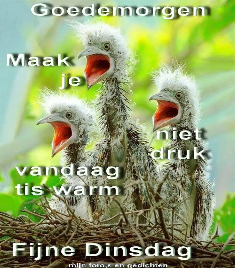 ᐅ fijne avond grappig - Fijne avond plaatjes Drie jonge vogels in een nest, met tekstgroeten voor de ochtend.