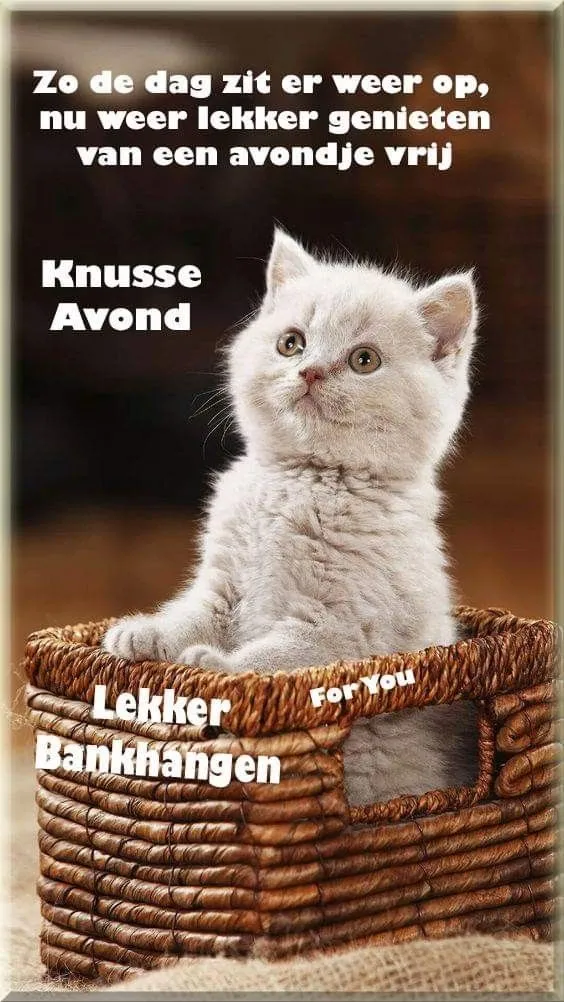 Een schattig kitten zit in een mand, omringd door tekst over een gezellige avond.