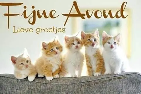 Vijf schattige kittens zitten samen op een bank. Tekst "Fijne Avond".