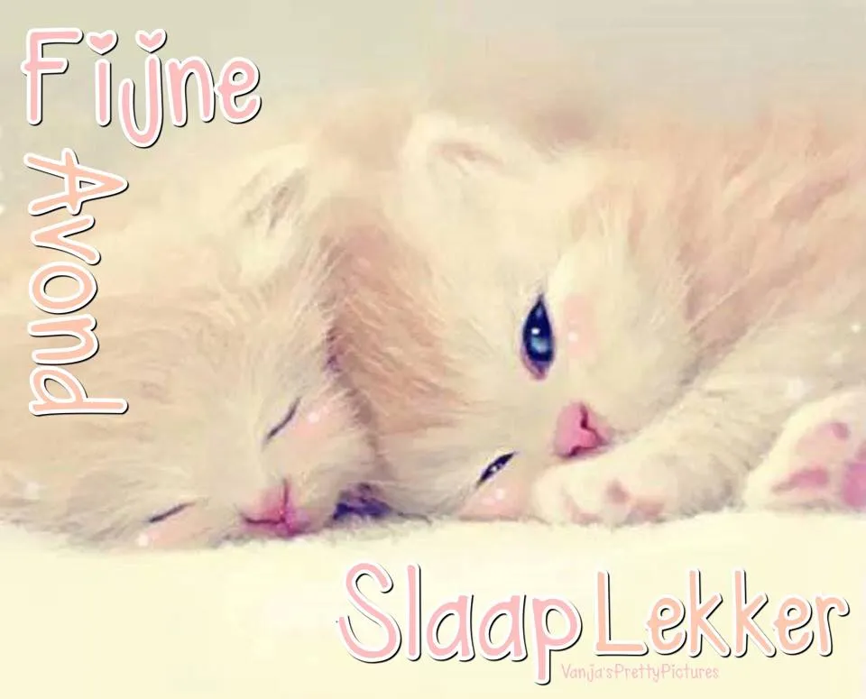 Twee schattige kittens die samen liggen te slapen op een zachte ondergrond.