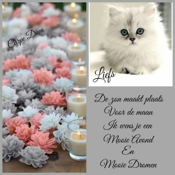 Kleurrijke bloemen en een schattige kitten met kaarsen en tekst.