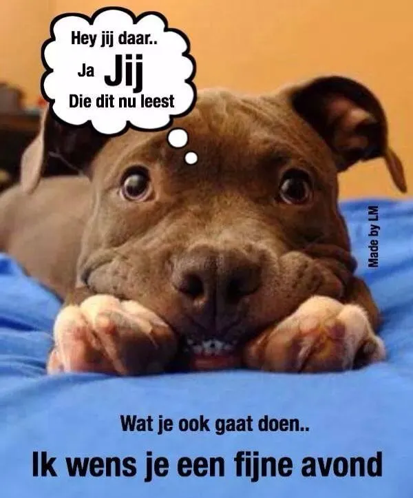 ᐅ fijne avond humor - Fijne avond plaatjes Een hond kijkt recht in de camera met een vrolijke uitdrukking.
