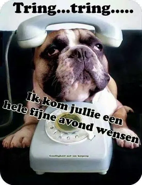 ᐅ fijne avond humor - Fijne avond plaatjes Een Franse bulldog zit naast een telefoon met de tekst: "Ik wens jullie een fijne avond."