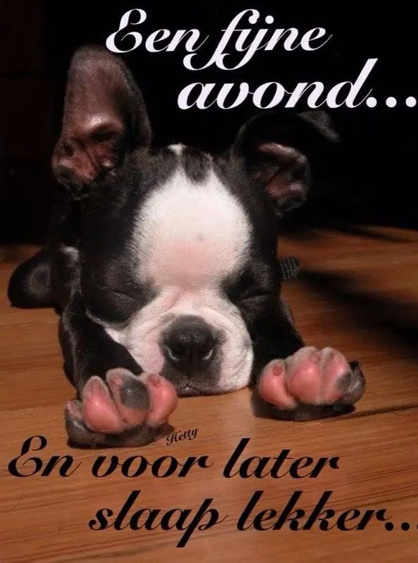 ᐅ fijne avond humor - Fijne avond plaatjes Een slapende hond met een geruststellende tekst eromheen.
