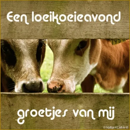 ᐅ fijne avond humor - Fijne avond plaatjes Twee nieuwsgierige kalfjes kijken door een houten hek. Tekst: "groetjes van mij".