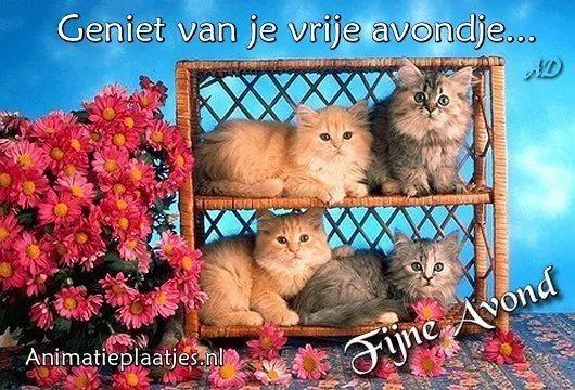 ᐅ fijne avond humor - Fijne avond plaatjes Drie katten in een mand, omringd door kleurrijke bloemen, met een vriendelijk avondgroet.
