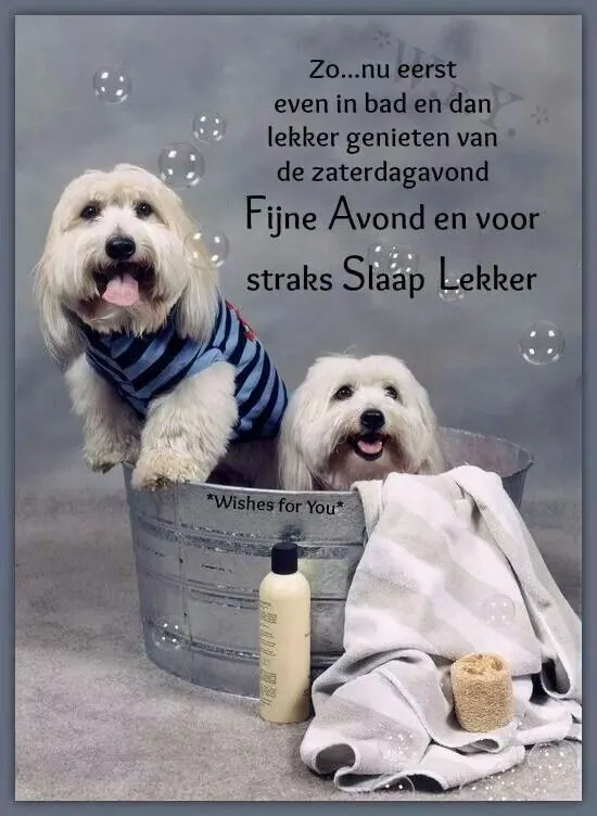 ᐅ fijne avond humor - Fijne avond plaatjes Twee honden in een emmer, met tekst over relaxen en een goede nacht.