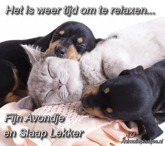 ᐅ fijne avond humor - Fijne avond plaatjes Drie slapende puppy's knuffelen met een kat op een zachte deken.