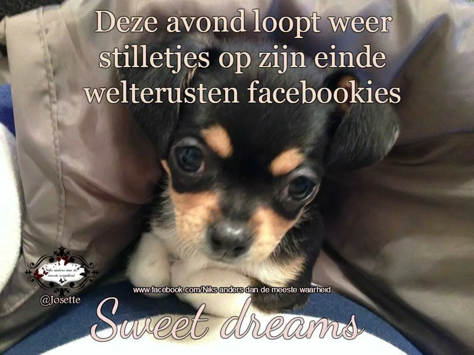 ᐅ fijne avond humor - Fijne avond plaatjes Een schattige hond ligt te ontspannen met de tekst "Sweet dreams".