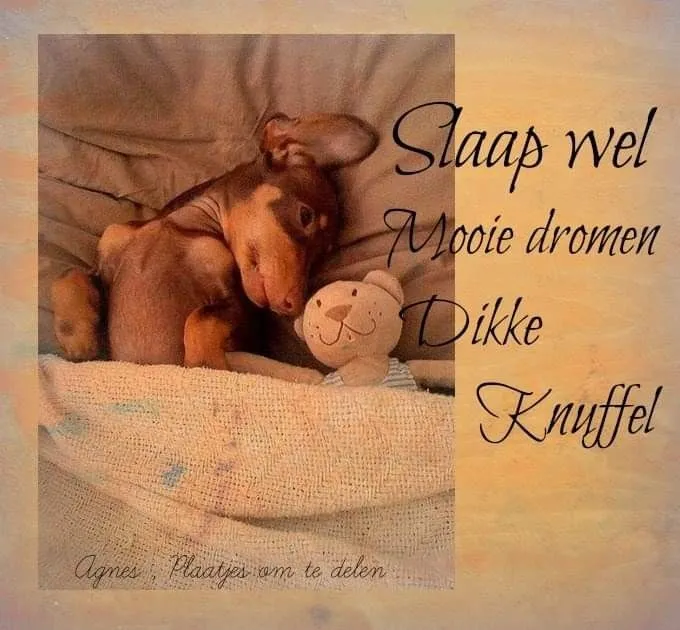 Een slapende hond met een knuffelbeer, tegen een zachte achtergrond.