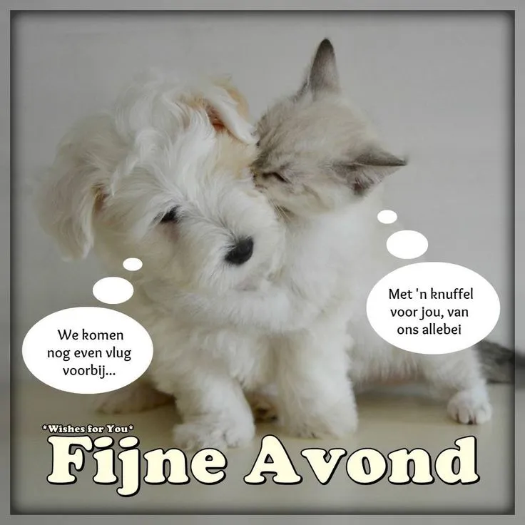 Een puppy en een kitten knuffelen met tekstballonnen voor een fijne avond.