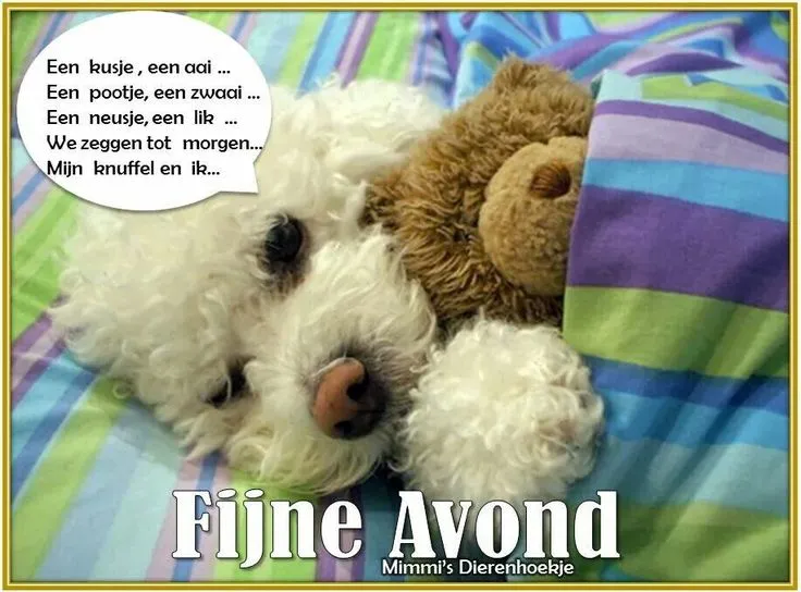 Witte hond ligt knus onder een deken met een knuffelbeer. Tekst: Fijne Avond.