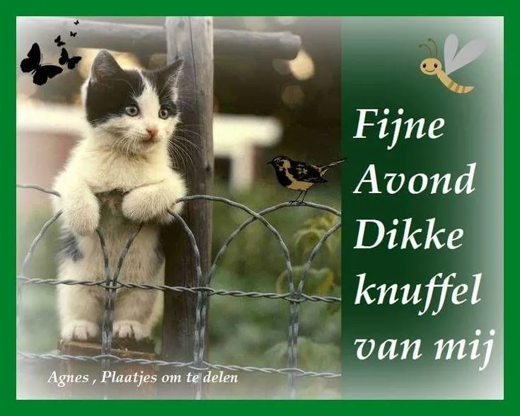 Zwarte en witte kitten zit op een hek met een tekstgroet.