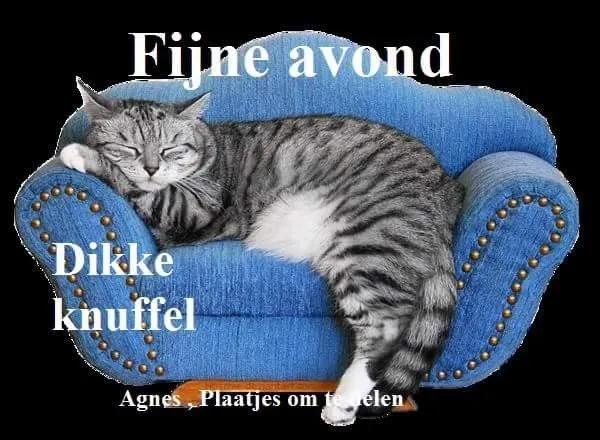 Gezellige kat slaapt op een blauwe bank met tekst over een fijne avond.