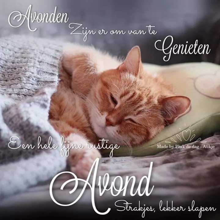 Een geruststellende kat die vredig slaapt op een kussen.