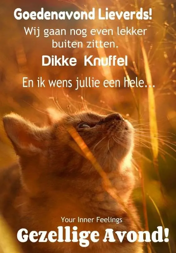 Zachtoranje katje kijkt omhoog in een warme, zonovergoten omgeving. Textelementen zichtbaar.